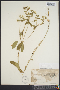 Euphorbia pubentissima image