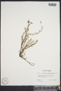 Callitriche heterophylla image