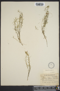 Callitriche heterophylla image