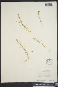 Callitriche heterophylla image