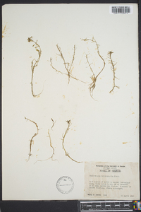 Callitriche heterophylla image