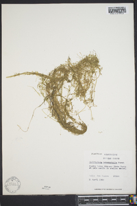 Callitriche heterophylla image