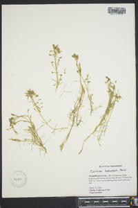 Callitriche heterophylla image