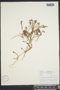 Callitriche heterophylla image