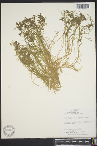 Callitriche heterophylla image