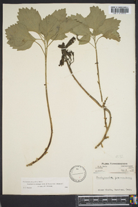 Pachysandra procumbens image