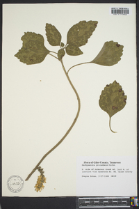 Pachysandra procumbens image