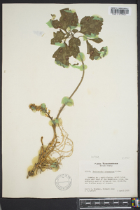 Pachysandra procumbens image