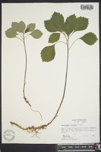 Pachysandra procumbens image