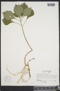 Pachysandra procumbens image