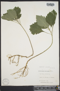 Pachysandra procumbens image