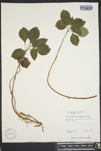 Pachysandra procumbens image