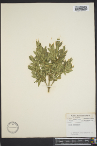 Buxus microphylla image