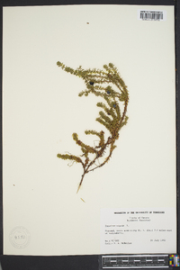 Empetrum nigrum image