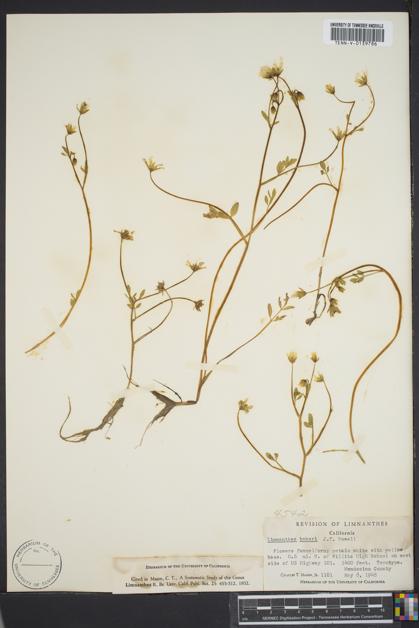 Limnanthes bakeri image