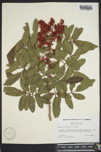 Schinus terebinthifolia image