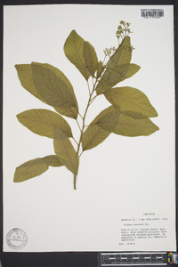 Cotinus obovatus image