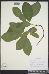 Cotinus obovatus image