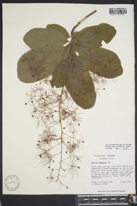 Cotinus obovatus image