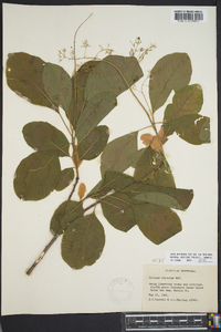 Cotinus obovatus image