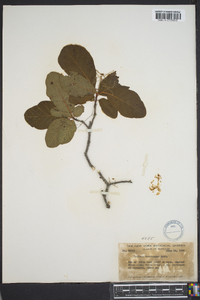 Cotinus americanus image