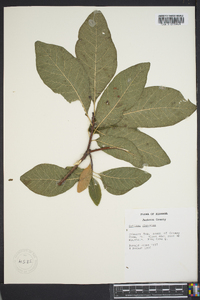 Cotinus obovatus image