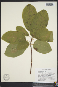 Cotinus obovatus image