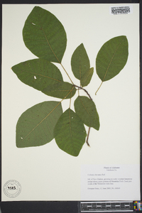 Cotinus obovatus image