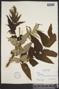 Rhus typhina image