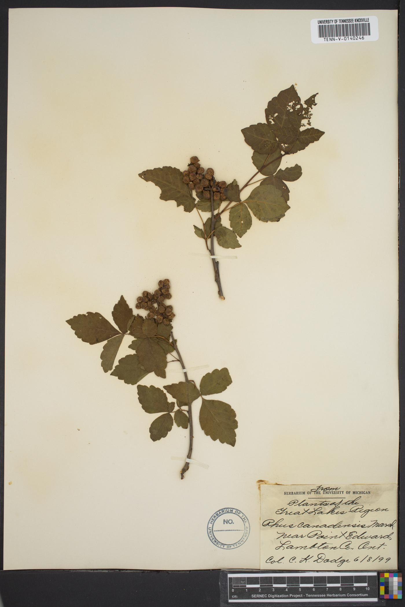 Rhus canadensis image