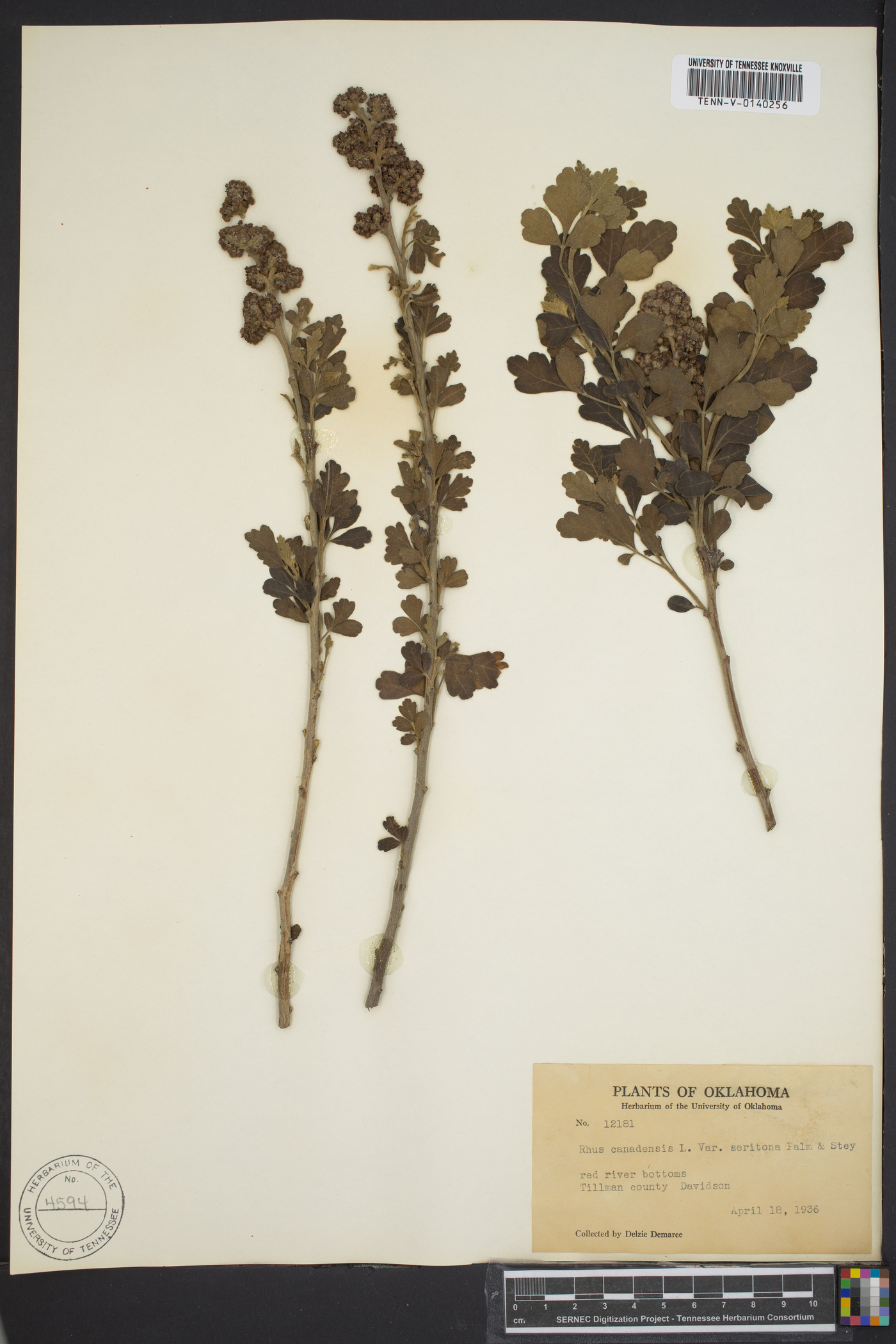 Rhus canadensis image