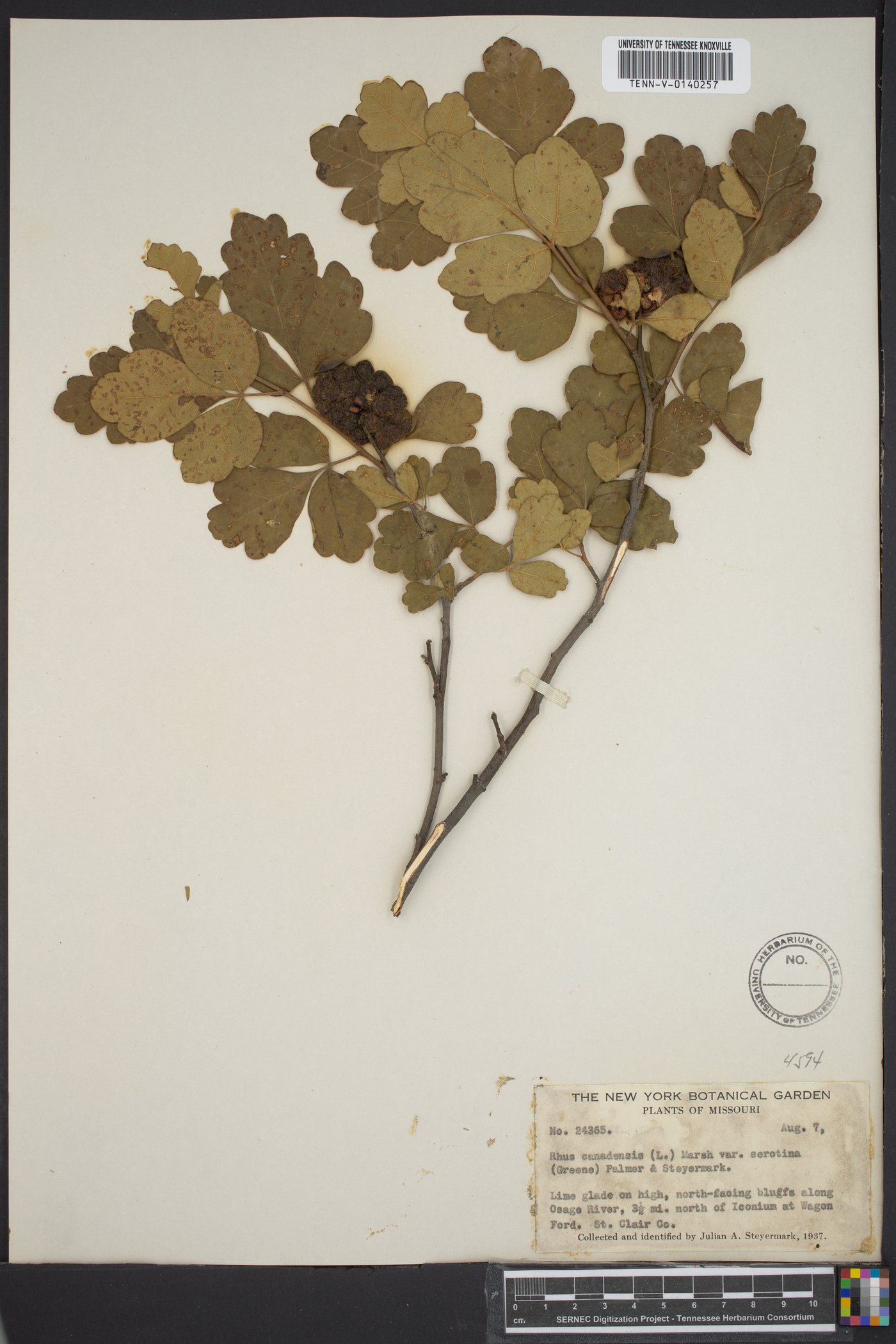 Rhus canadensis image