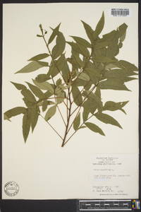 Toxicodendron diversilobum image