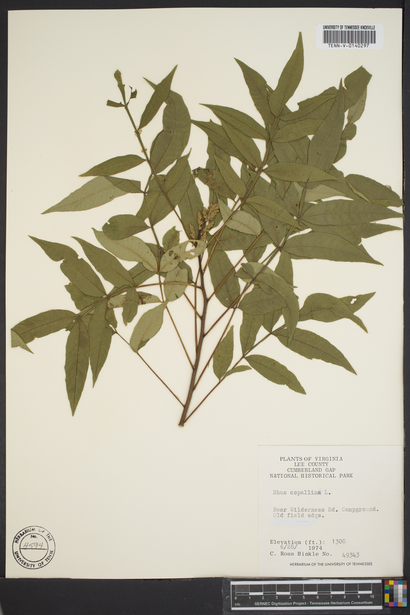 Toxicodendron diversilobum image