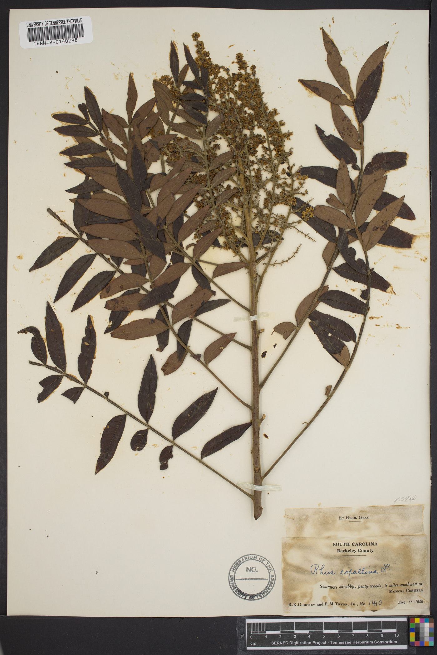 Toxicodendron diversilobum image