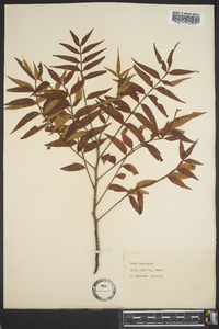 Rhus integrifolia image