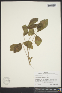 Image of Rhus pubescens