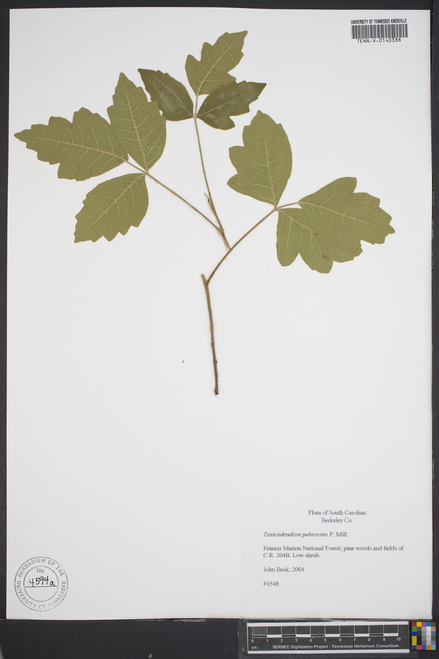 Rhus pubescens image