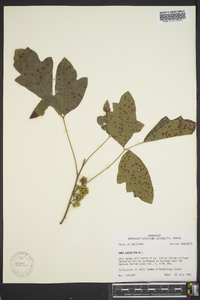 Toxicodendron quercifolium image