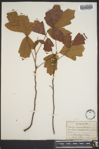 Toxicodendron quercifolium image