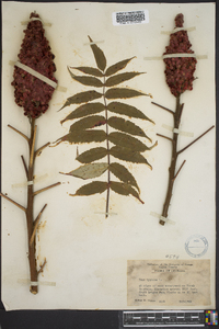 Rhus typhina image