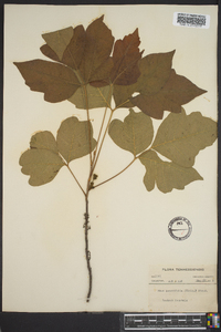 Toxicodendron pubescens image