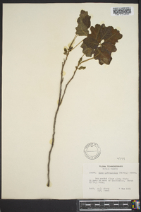 Toxicodendron pubescens image