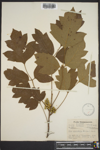 Toxicodendron pubescens image