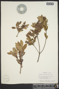 Cliftonia monophylla image