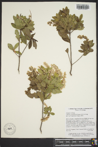 Cliftonia monophylla image