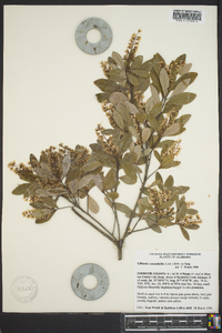 Cliftonia monophylla image