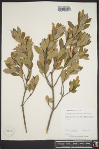 Cliftonia monophylla image