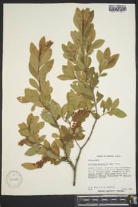 Cliftonia monophylla image