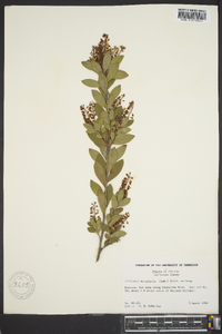 Cliftonia monophylla image
